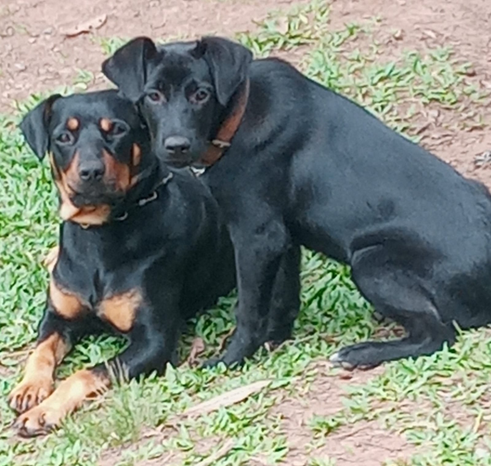 atividades ao ar livre para pets