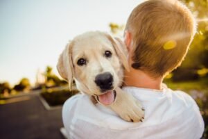 atividades ao ar livre para pets